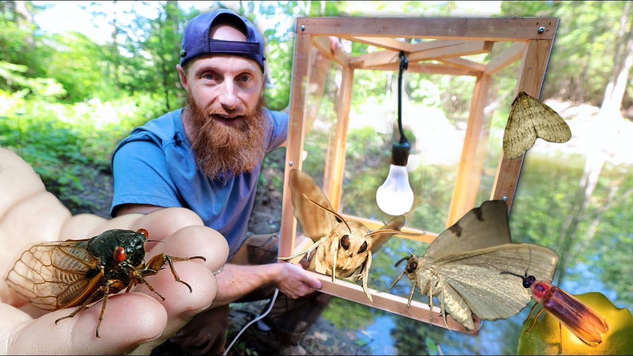 Building BUG Chandelier fish feeder moth lamp, and Bug CHOPPER - for Backyard Fish Pond!