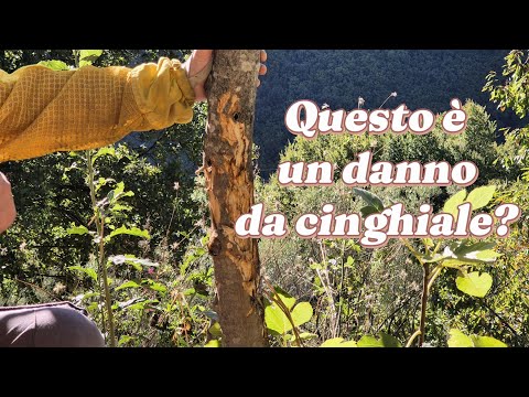 Is this damage caused by wild boars?