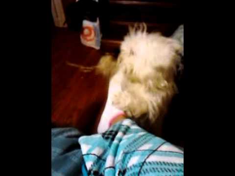 MY DOG IS GIVING ME A FOOT MASSAGE