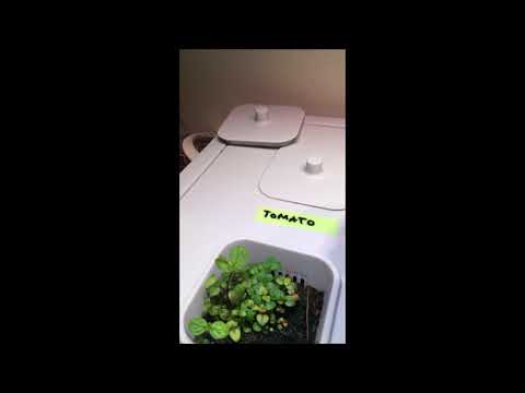 Kött Grá Pje - Einmana rósapipar ásamt Lóu Hjálmtýsdóttur