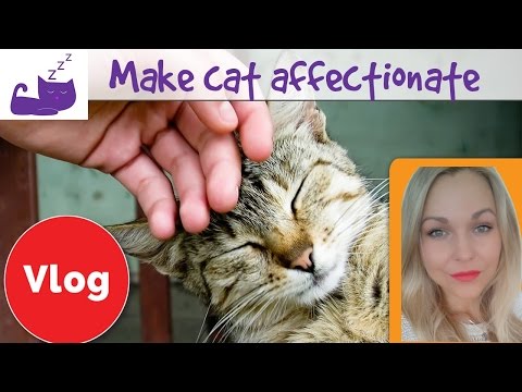 5 ways to make your cat more affectionate - YouTube