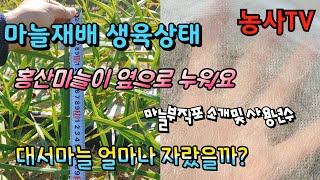 마늘재배 생육상태, 홍산마늘이 옆으로 누웠습니다. 마늘부직포 소개 및 사용년수, 대서마늘 얼마나 자랐을까?[…