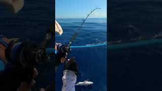 ハガツオ釣れすぎて体力、気力、握力持ってかれた。