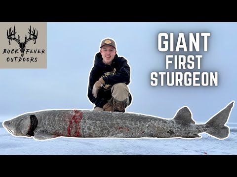 Sturgeon Spearing 2022 | GIANT Sturgeon SPEARED on VIDEO