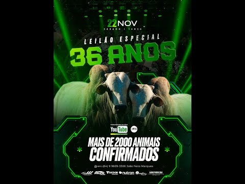 36 ANOS DE DA MATA LEILÃO - Leilão de gado em Goiatuba Goiás,  20/11/2025 - Mata Preta