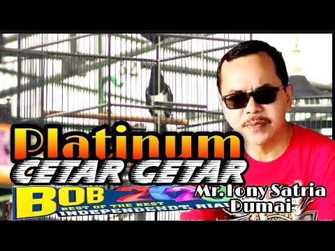 AKSI KACER PLATINUM MR TONY SATRIA CETAR CETAR DILOMBA BOB 2020 INDEPENDENT RIAU PEKANBARU
