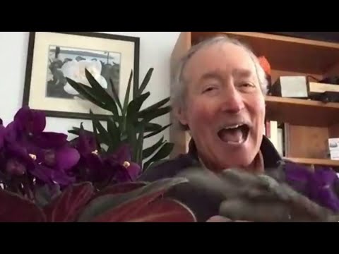 African violets add year-round color to your indoor landscape - New Day NW