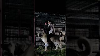 Duniya Ka Sabse Strongest Dog Breed 👿 #shorts #kangal #dog #dogs #new
