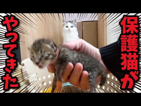 There's a rescue cat in the house that they don't know about, and the cats are panicking...!!!