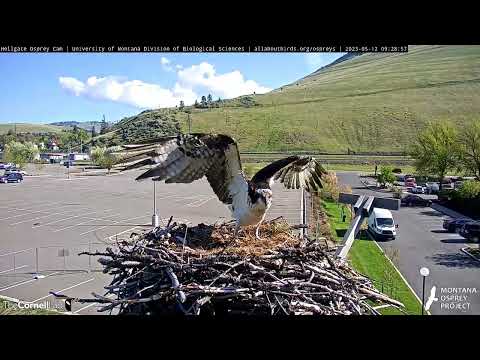 Iris Defends Her Nest From Intruder | May 12, 2023