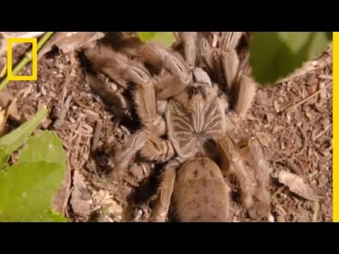 L'attaque de la mygale babouin