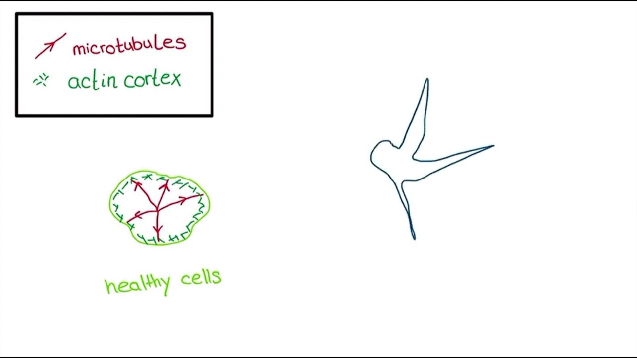 How microtentacles help tumor cells metastasize