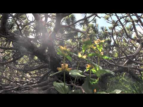 Teija Niku & Grupa Balkan - Brala Moma