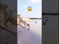 White Cow Alligator Crocodile Shorts Animals Crocodile