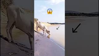 White Cow🐄 🐊 Alligator | Crocodile #shorts #animals #crocodile