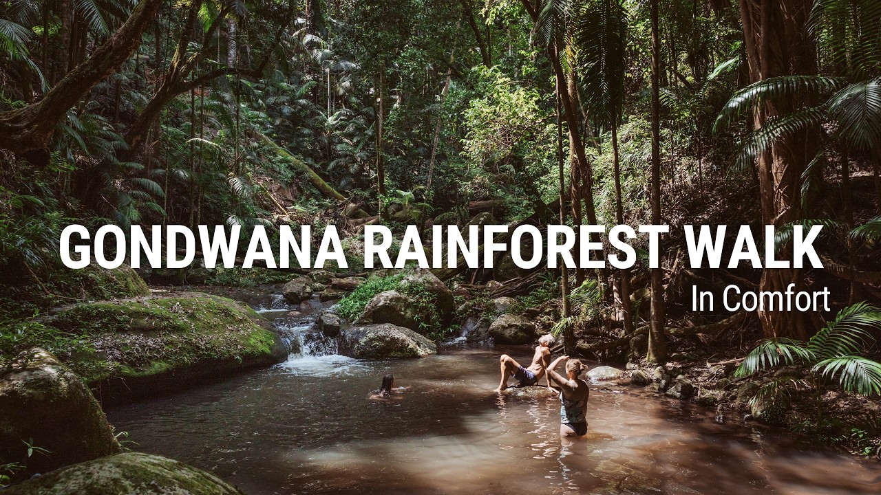 Gondwana Rainforest Walk In Comfort | Australian Walking Holidays