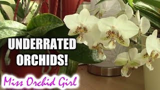 5 Orchids I think are underrated!
