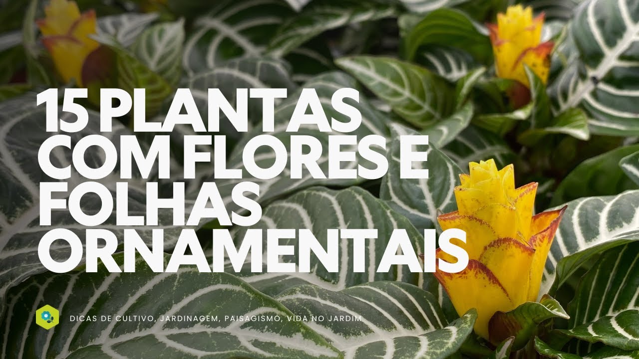 15 PLANTAS com FLORES e FOLHAS ORNAMENTAIS