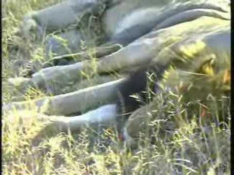 Lions on Djuma PM Drive 07/14/07 - 1