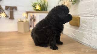 ハーフ犬の動画01