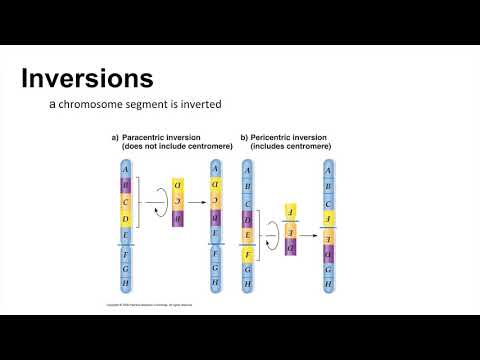 Exam 3: Chromosomal Rearrangements