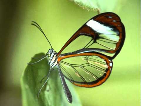 Bruna Tatiana - Borboleta