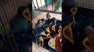 Download lagu Lolohan burung jalak kebo minta makan mp3 Download lagu Lolohan burung jalak kebo minta makan mp3