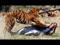 Tiger Attacks Man: Real Tiger Attack Stunt 