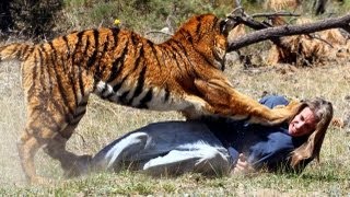 Tiger Attacks Man: Real Tiger Attack Stunt
