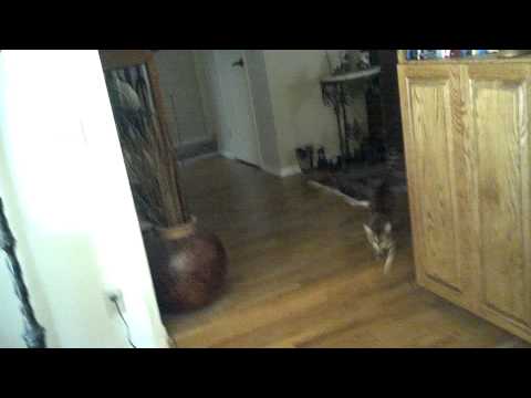 My Bengal Dexter yelling at me