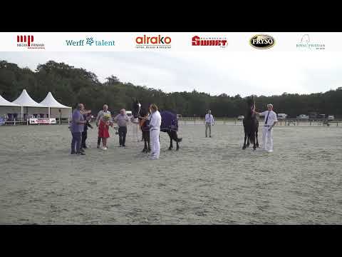 Vier jaar en oudere merries en kampioenschappen | CK2023 | 16 September 2023