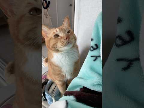 고양이가 집사를 너무 사랑하면 생기는 일