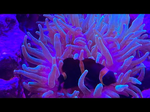 Tour of my 10 month old Biocube 32 and 55 gallon salt water Aquariums