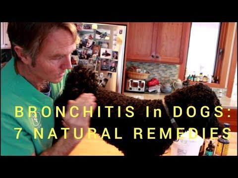 Bronchitis in Dogs: 7 Holistic Solutions