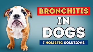 Bronchitis in Dogs: 7 Holistic Solutions