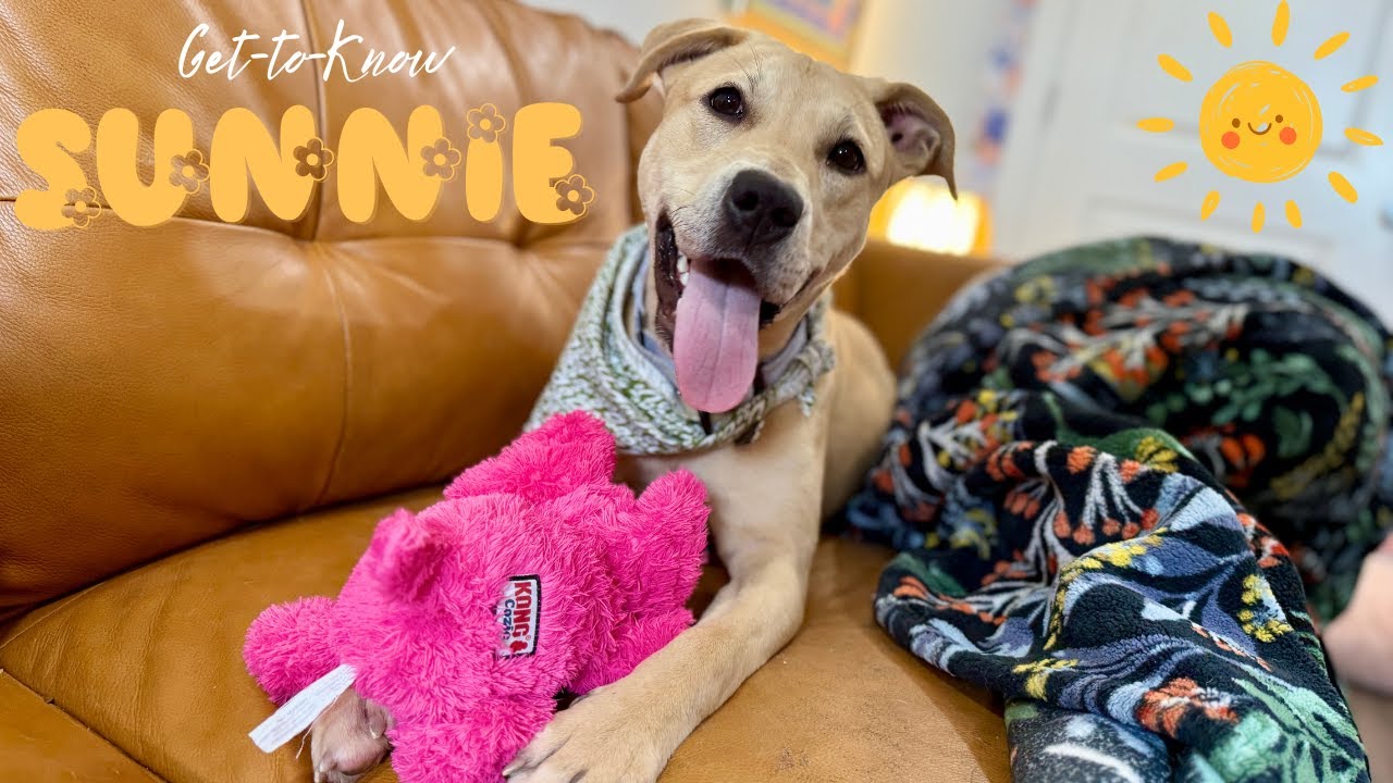 Enlarge Sunnie D Light Sadie, a Adoptable mixed breed in Syracuse, NY video 6/6
