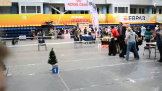 , видео 24.11.2013