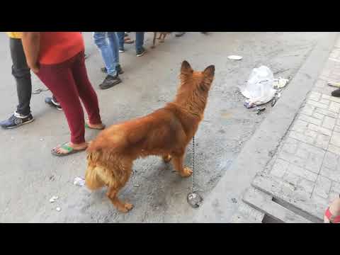 جوله في سوق الجمعه | شارع الكلاب |  الاسكندريه مرورا بسوق الطيور