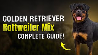 Golden Retriever Rottweiler Mix – Complete Guide! 🐕