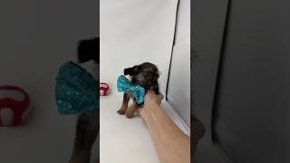 Video preview image #1 Dachshund-Unknown Mix Puppy For Sale in Benton, LA, USA