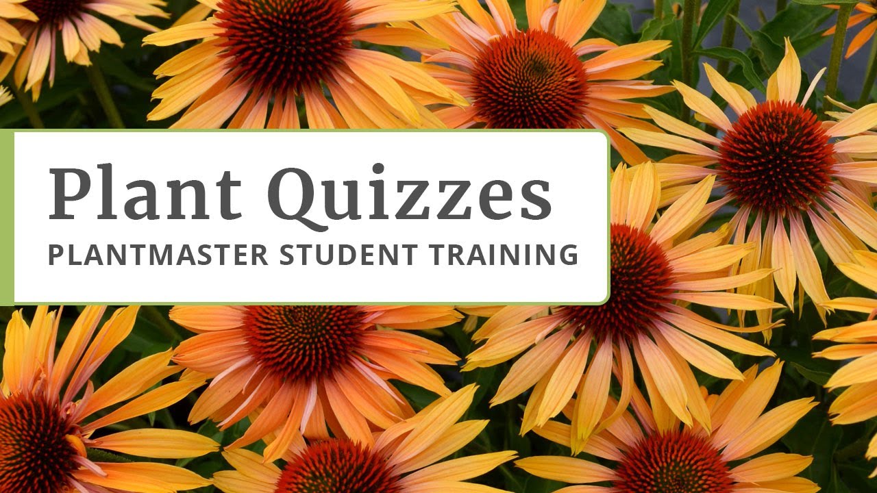 Plant Quizzes - Student Training Top to Bottom