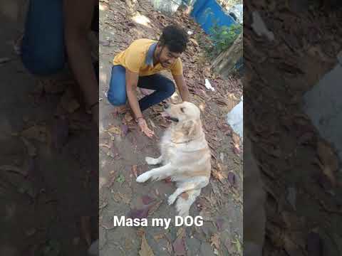 My dog masa❤️.#shorts #viral