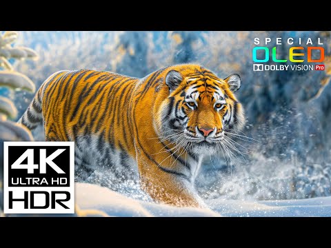 The Coolest 4K Video | Dolby Vision HDR 4K 60fps with Relaxing Music for stress relief