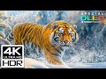 THE COOLEST 4K VIDEO | DOLBY VISION HDR 4K 60FPS WITH RELAXI ..