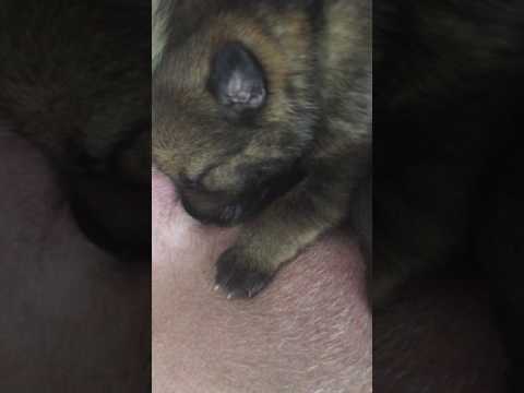 Jabina Nala x Jabina Rooney puppies