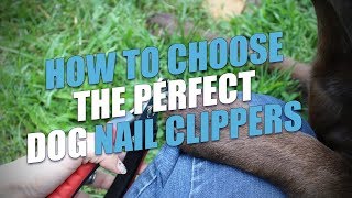 How to Choose the Best Dog Nail Clippers