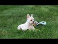 French Bulldog dogs for sale: Buffy - Video 1