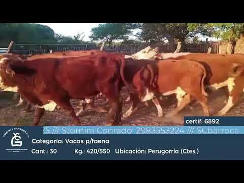 Lote VC - Perugorria Ctes