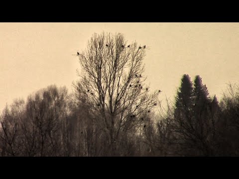 Два дня в тайге на мотособаке толкач Ураган, нашел много тетерева