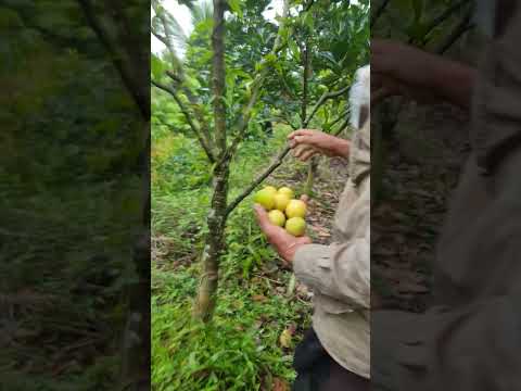 Thăm lại vườn chú 8